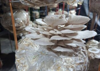 Tripura plans state-of-the-art mushroom spawn unit