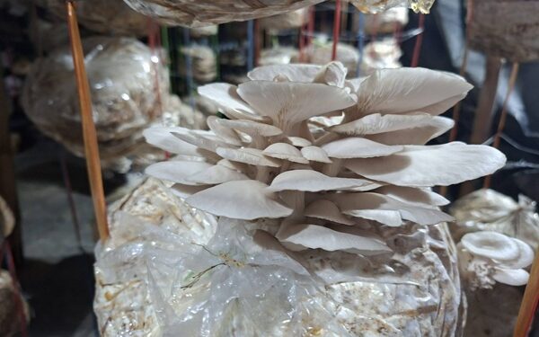 Tripura plans state-of-the-art mushroom spawn unit