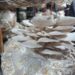 Tripura plans state-of-the-art mushroom spawn unit