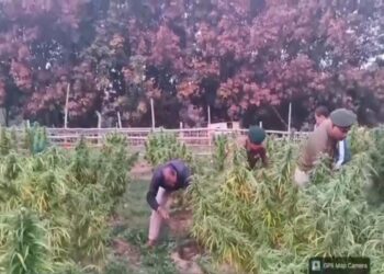 Police Destroy Nearly 9,000 Cannabis Plants in Anti-Ganja Drive in Lefunga Areas