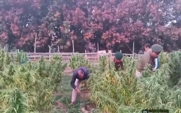 Police Destroy Nearly 9,000 Cannabis Plants in Anti-Ganja Drive in Lefunga Areas