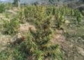 Police Destroy Large Cannabis Plantation in Anandnagar, Intensify Anti-Narcotics Drive
