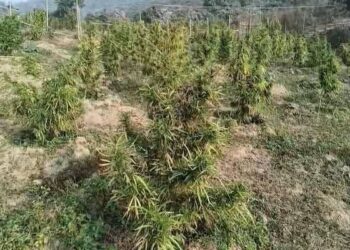 Police Destroy Large Cannabis Plantation in Anandnagar, Intensify Anti-Narcotics Drive