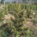 Police Destroy Large Cannabis Plantation in Anandnagar, Intensify Anti-Narcotics Drive