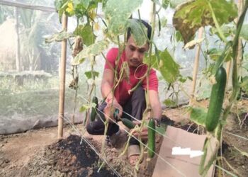 Kalyanpur Tribal Youth Excels in Polyhouse Cucumber Farming