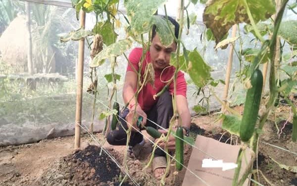 Kalyanpur Tribal Youth Excels in Polyhouse Cucumber Farming