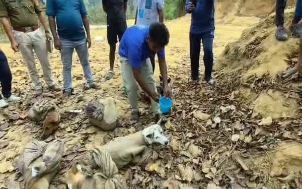 Indigenous Dogs Rescued from Alleged Trafficking Attempt in Mungiakami