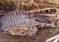 India’s Cheetah Population Crosses 50 as Jwala Gives Birth to Five Cubs