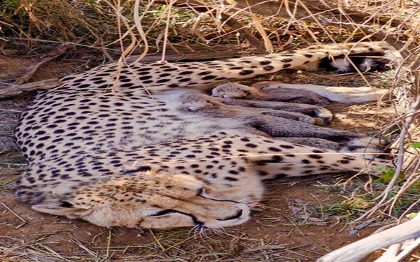 India’s Cheetah Population Crosses 50 as Jwala Gives Birth to Five Cubs