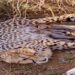 India’s Cheetah Population Crosses 50 as Jwala Gives Birth to Five Cubs