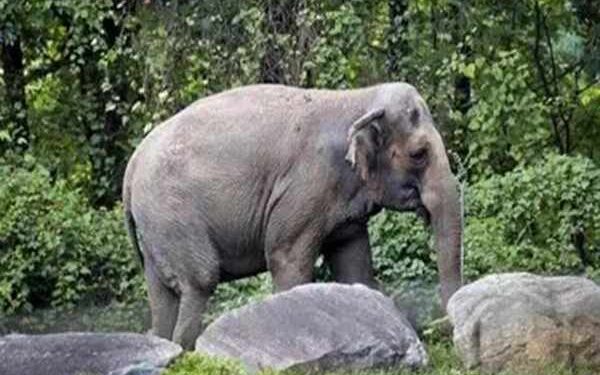 Tripura to Build Four Elephant Passes in Khowai to Prevent Train Mishaps