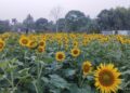 Sunflower Orchard in Charilam Becomes Viral Hotspot