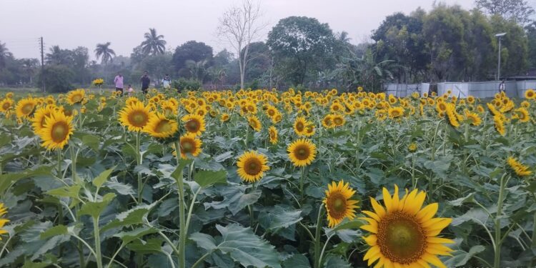 Sunflower Orchard in Charilam Becomes Viral Hotspot
