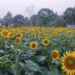 Sunflower Orchard in Charilam Becomes Viral Hotspot