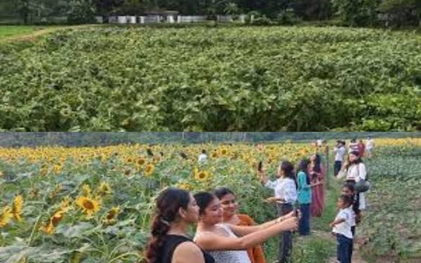 Kalboisakhi Storm Destroys Sunflower Garden in Tripura