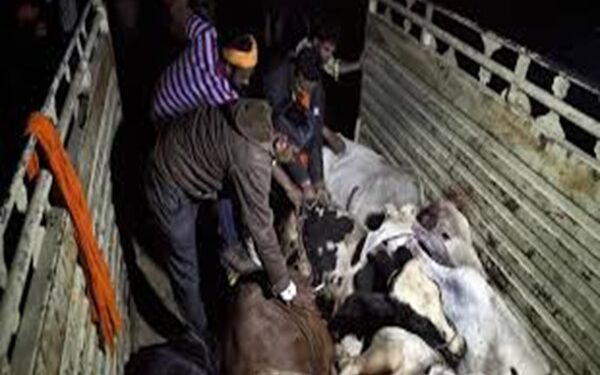 VHP, Bajrang Dal seek ban on cow slaughter