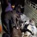VHP, Bajrang Dal seek ban on cow slaughter