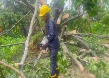 Tree Fall Disrupts Traffic on Assam–Agartala Route