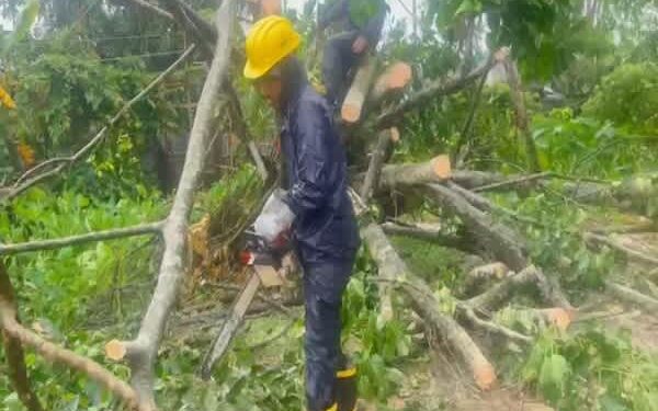 Tree Fall Disrupts Traffic on Assam–Agartala Route