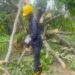 Tree Fall Disrupts Traffic on Assam–Agartala Route