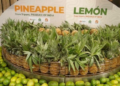 Tripura’s organic produce wins strong response in Dubai