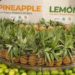 Tripura’s organic produce wins strong response in Dubai