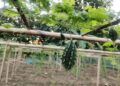 Dhruva 81 Boosts Bitter Gourd Yields, Returns in Kalyanpur