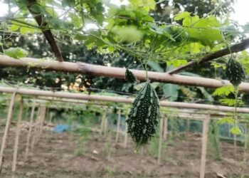 Dhruva 81 Boosts Bitter Gourd Yields, Returns in Kalyanpur