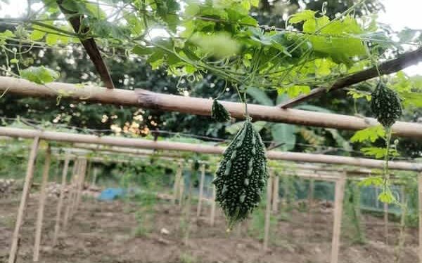 Dhruva 81 Boosts Bitter Gourd Yields, Returns in Kalyanpur