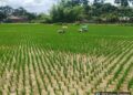 Kalyanpur Farmers Hope for Strong Aman Harvest as Paddy Fields Thrive