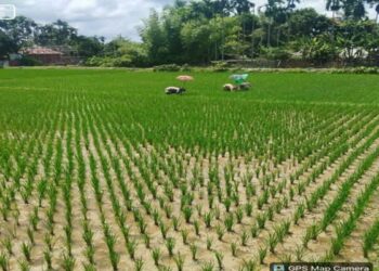 Kalyanpur Farmers Hope for Strong Aman Harvest as Paddy Fields Thrive
