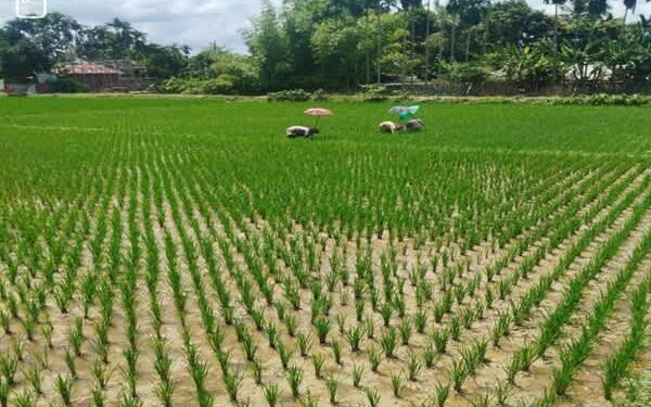 Kalyanpur Farmers Hope for Strong Aman Harvest as Paddy Fields Thrive