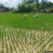 Kalyanpur Farmers Hope for Strong Aman Harvest as Paddy Fields Thrive