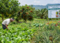 Horticulture Department Expands Crop Cultivation in Khowai