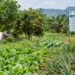 Horticulture Department Expands Crop Cultivation in Khowai